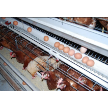 Layer Cage For Poultry Farm